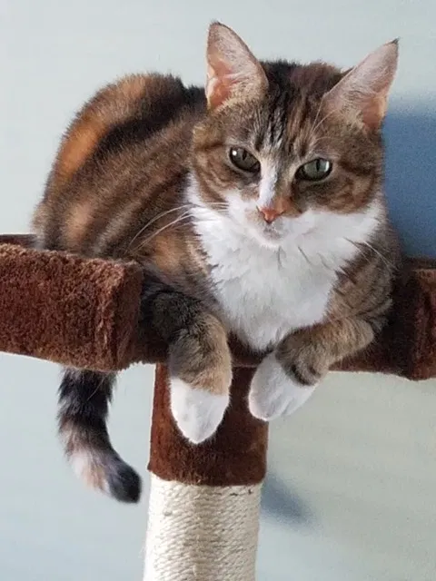 Lost cat in Charlotte, NC, 28217