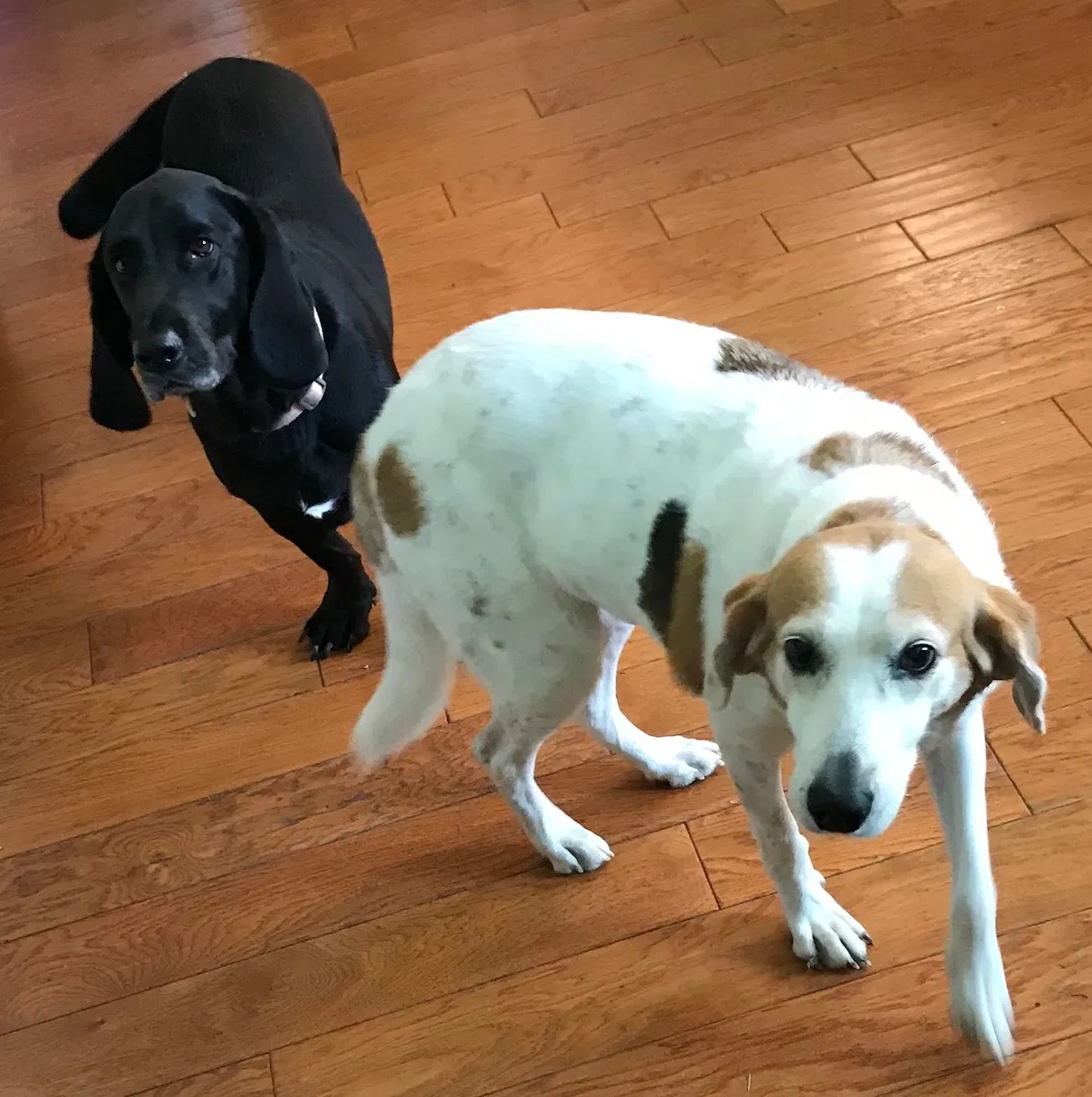 Found dog in Saint Francisville, LA, 70775