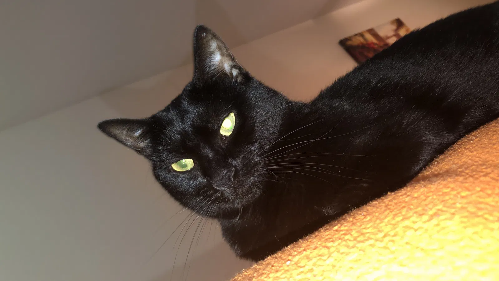 Lost cat in Fairfax, VA, 22030