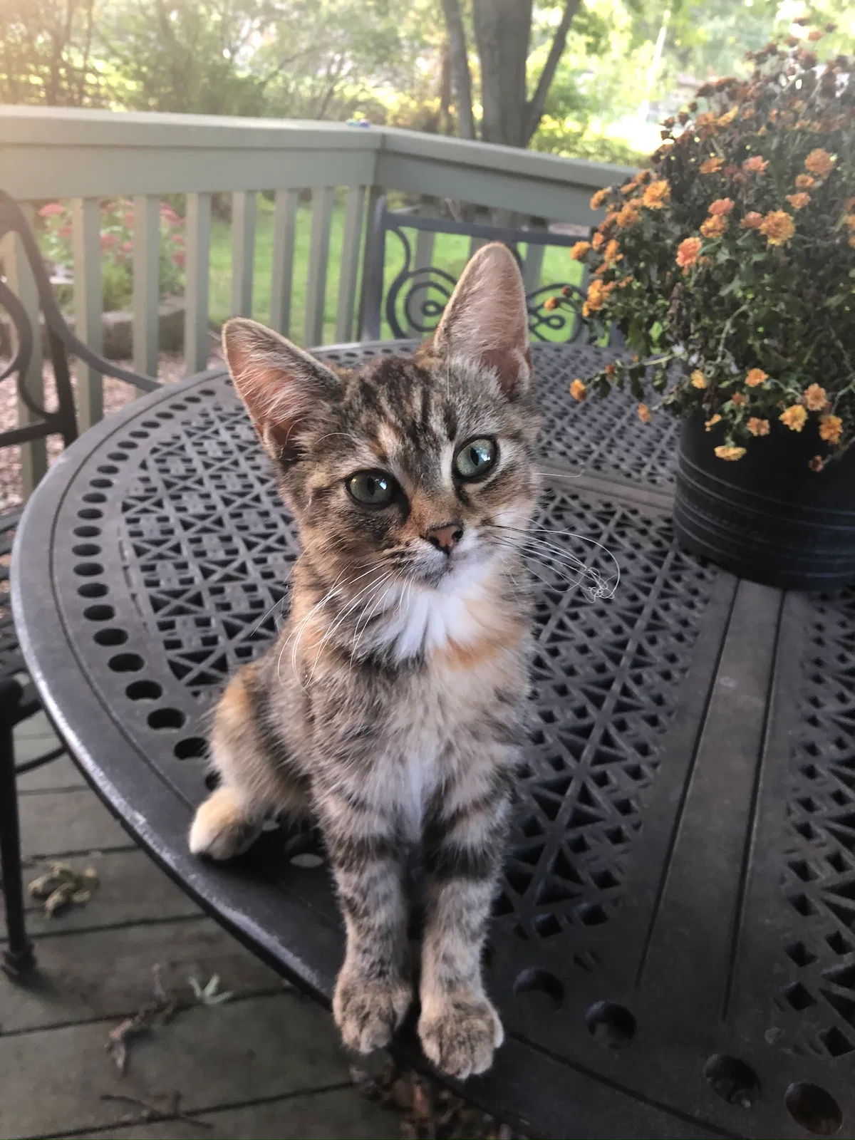 Lost cat in Saint Paul, MN, 55122