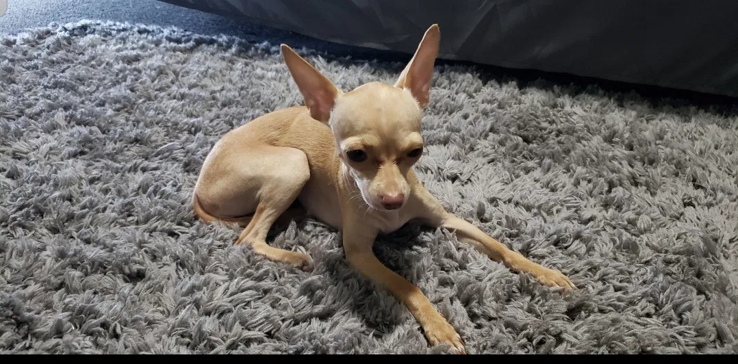 Lost dog in Penitas, TX, 78576