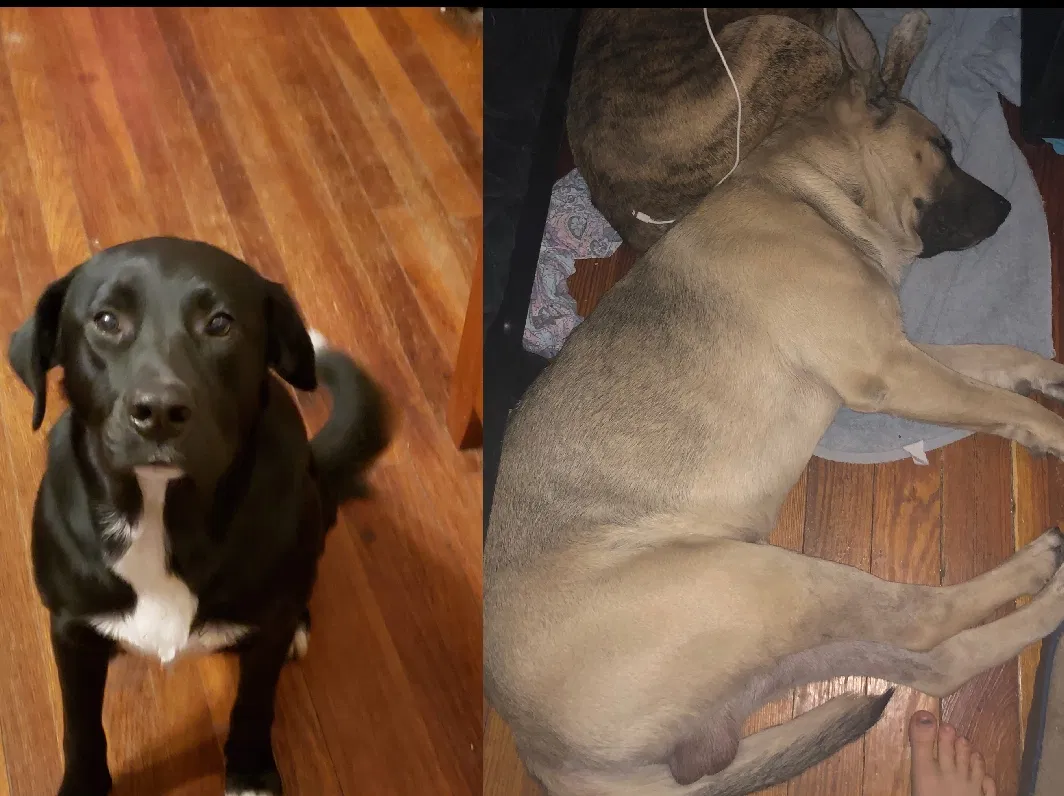 Lost dog in Wichita, KS, 67203