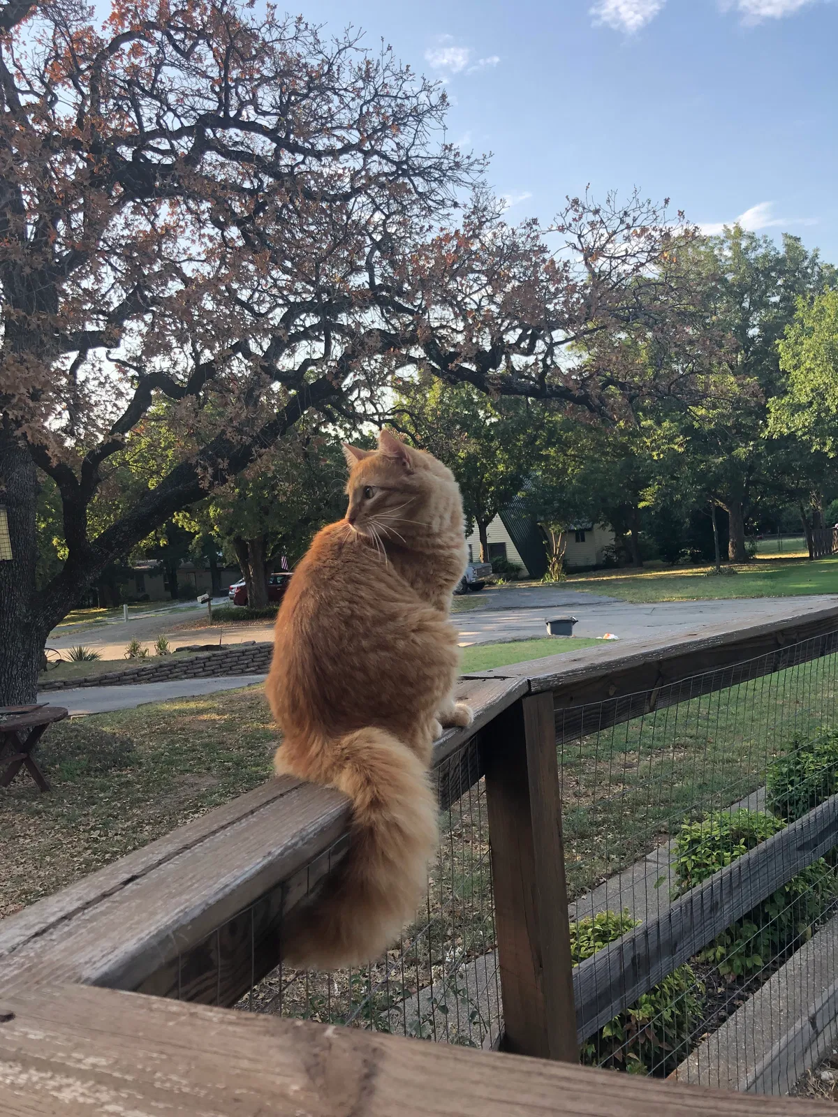 Lost cat in Roanoke, TX, 76262