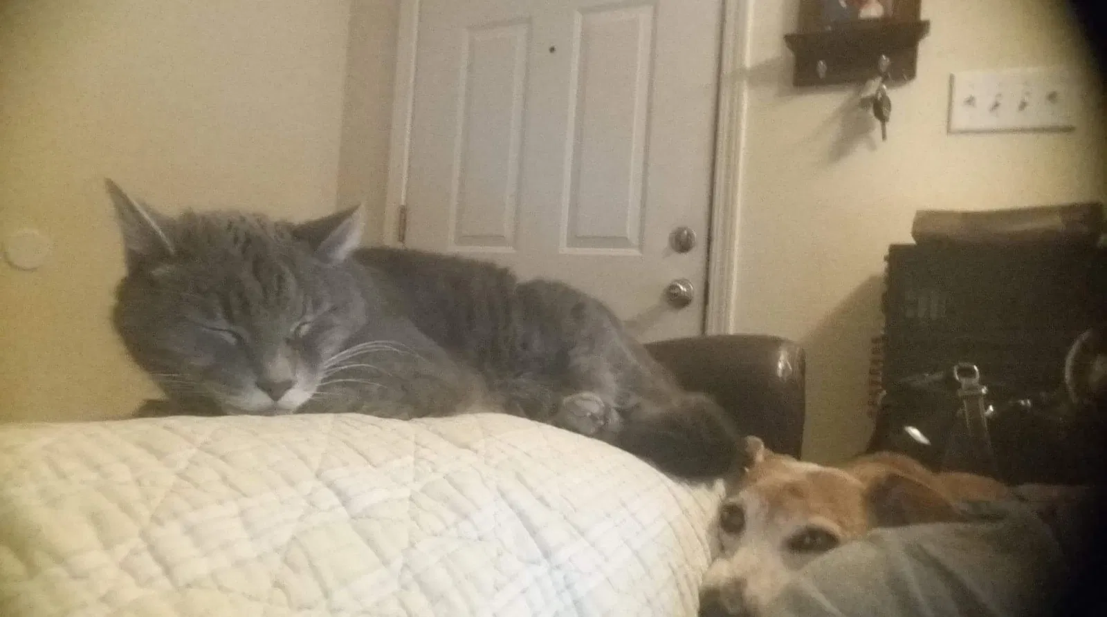 Lost cat in Charlotte, NC, 28215
