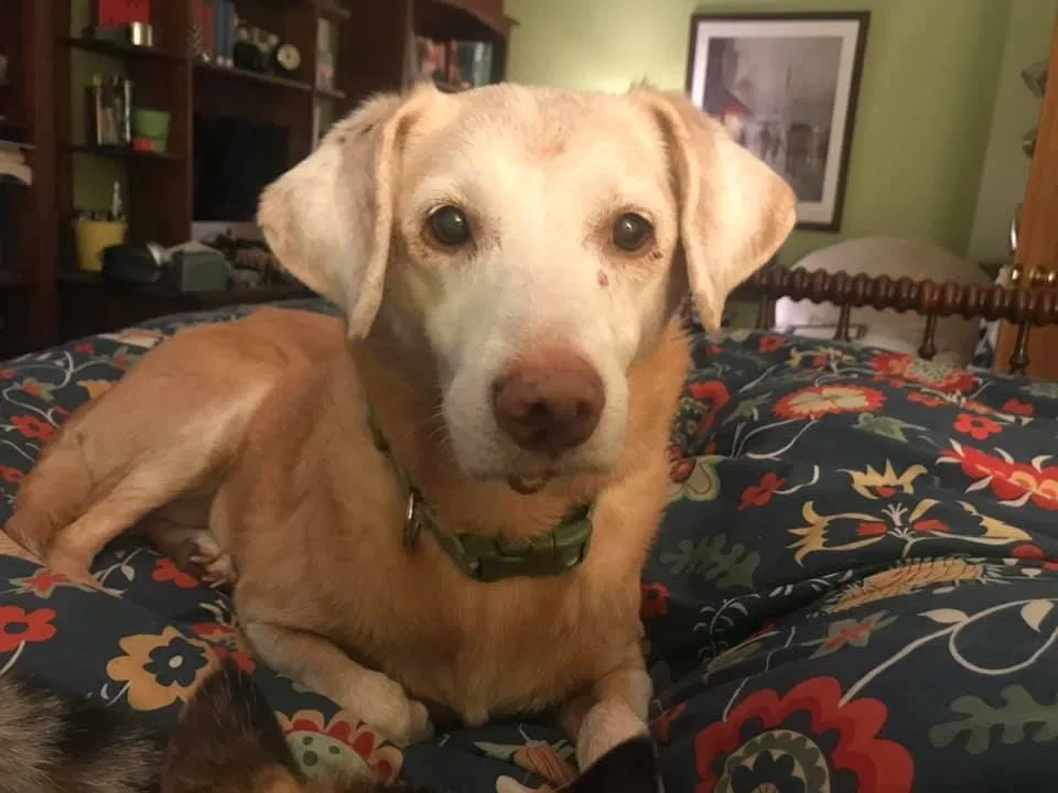 Lost dog in Holland, MI, 49423