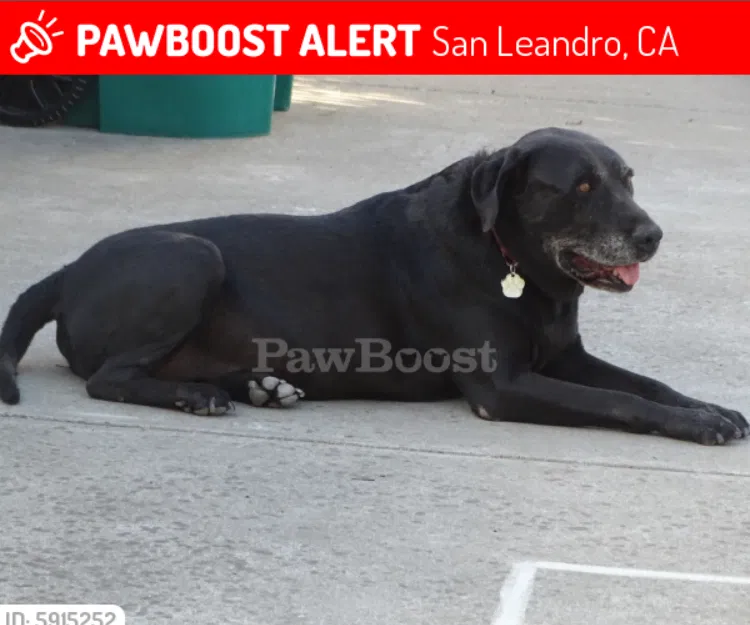 Lost dog in San Leandro, CA, 94578