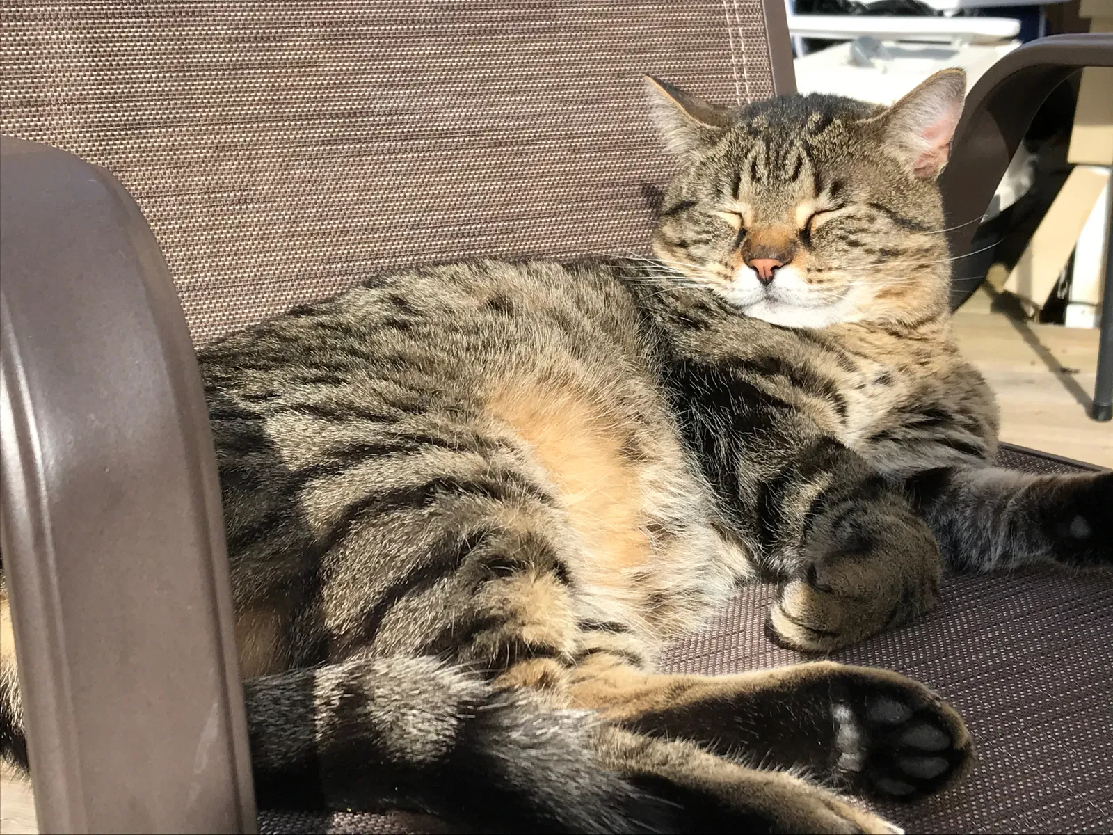 Lost cat in Kalamazoo, MI, 49006