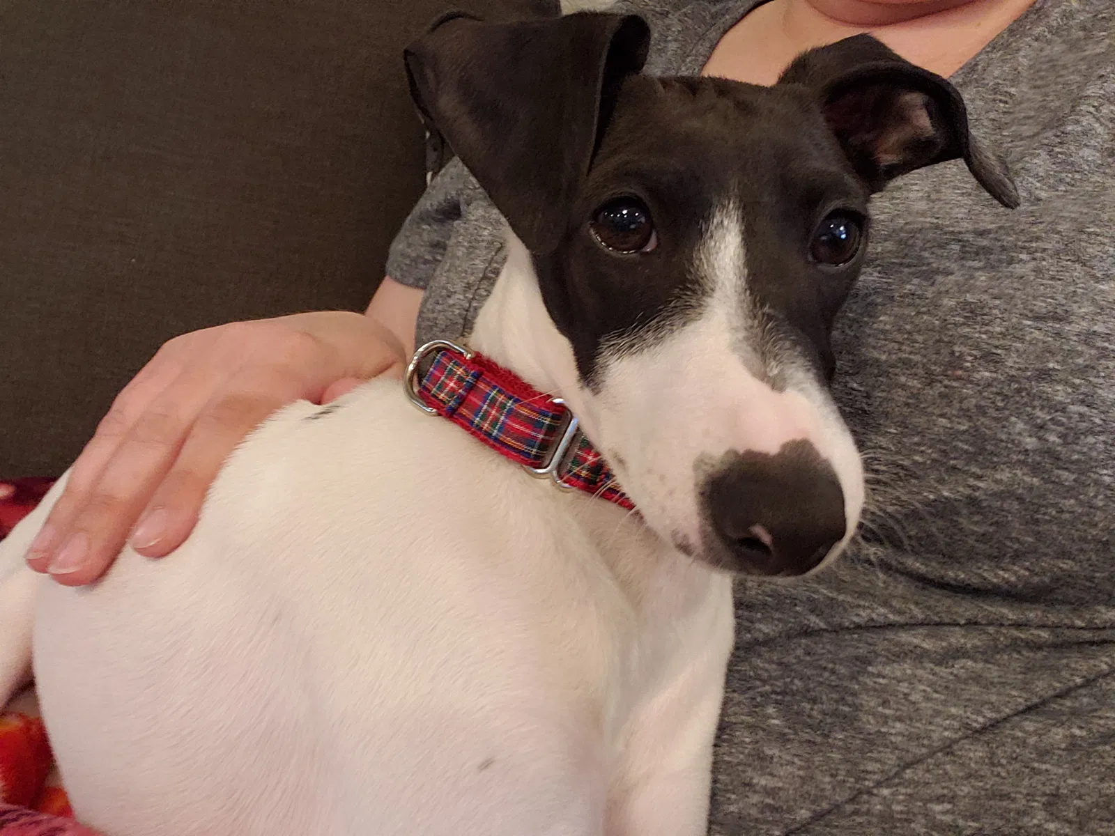 Lost dog in Broken Arrow, OK, 74014
