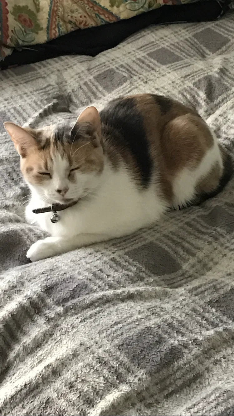 Lost cat in Toledo, OH, 43613