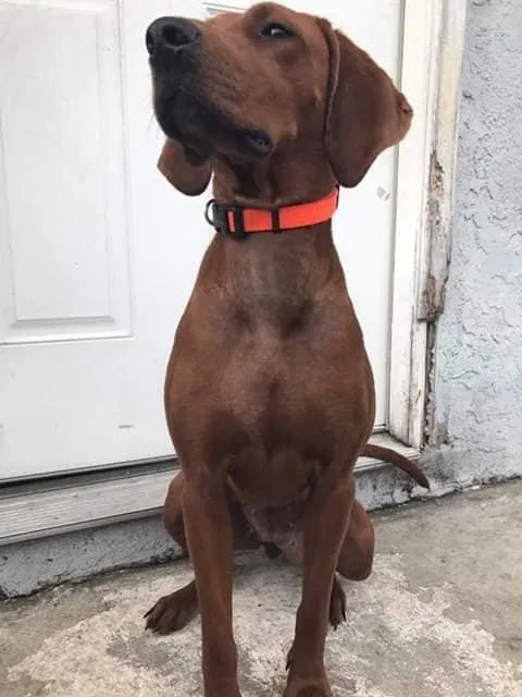 Lost dog in Bronwood, GA, 39826