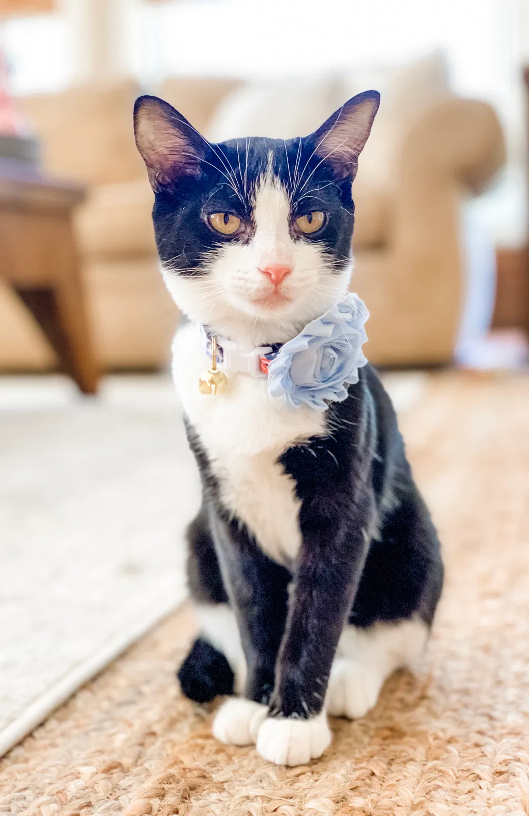 Lost cat in Fountain Inn, SC, 29644