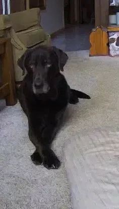 Lost dog in North East, PA, 16428