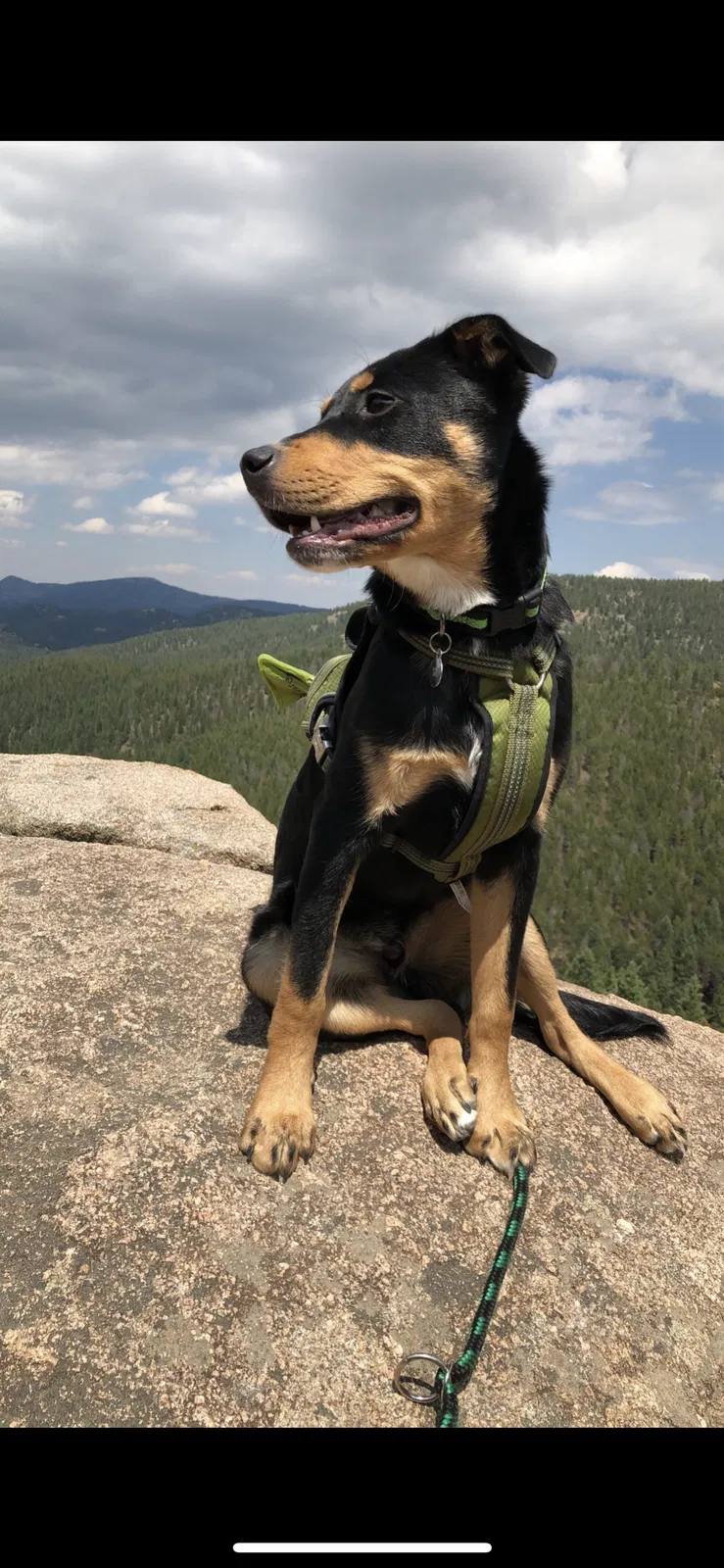 Lost dog in Denver, CO, 80204