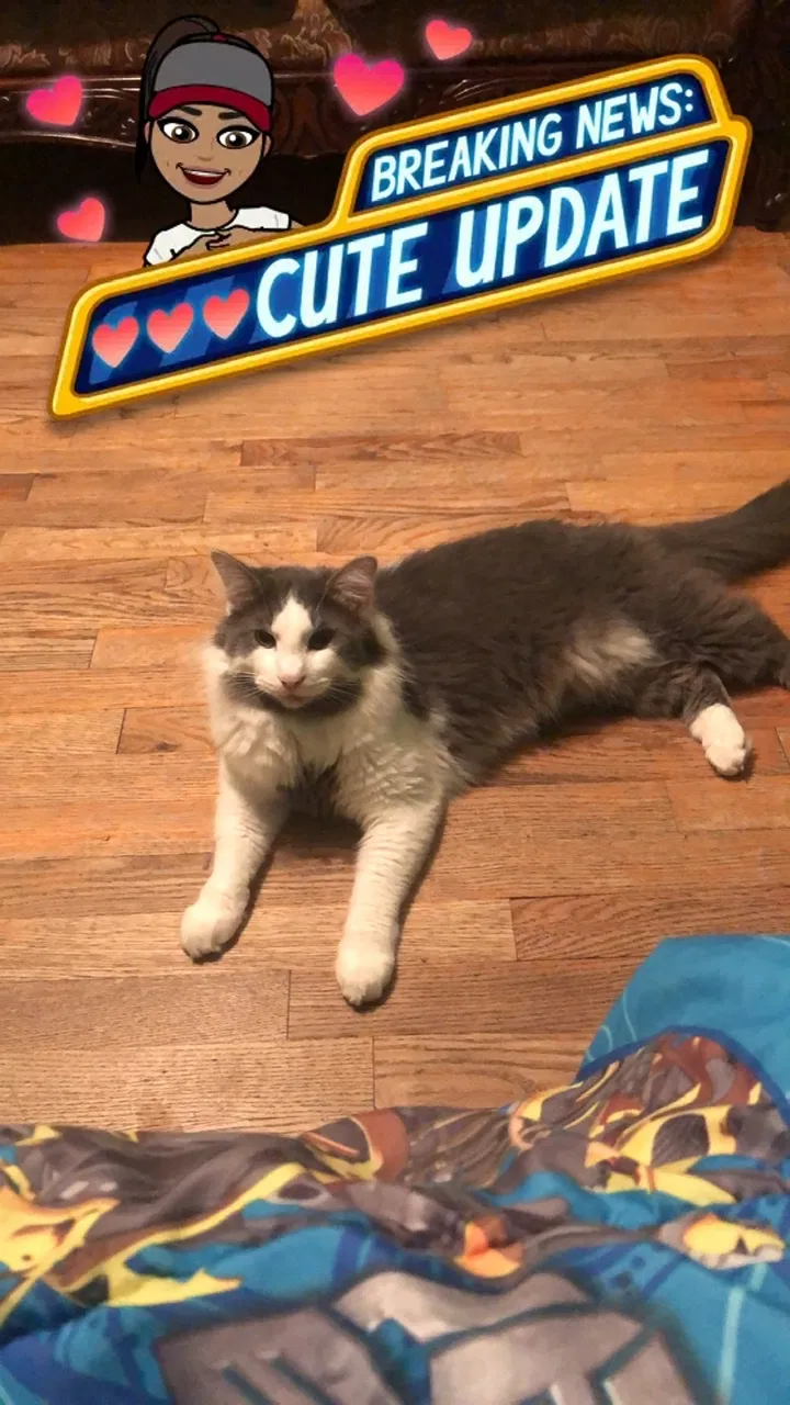 Lost cat in Dalton, GA, 30721