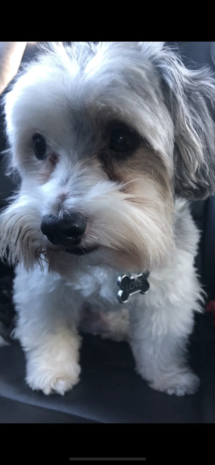 Lost dog in Chicago, IL, 60621