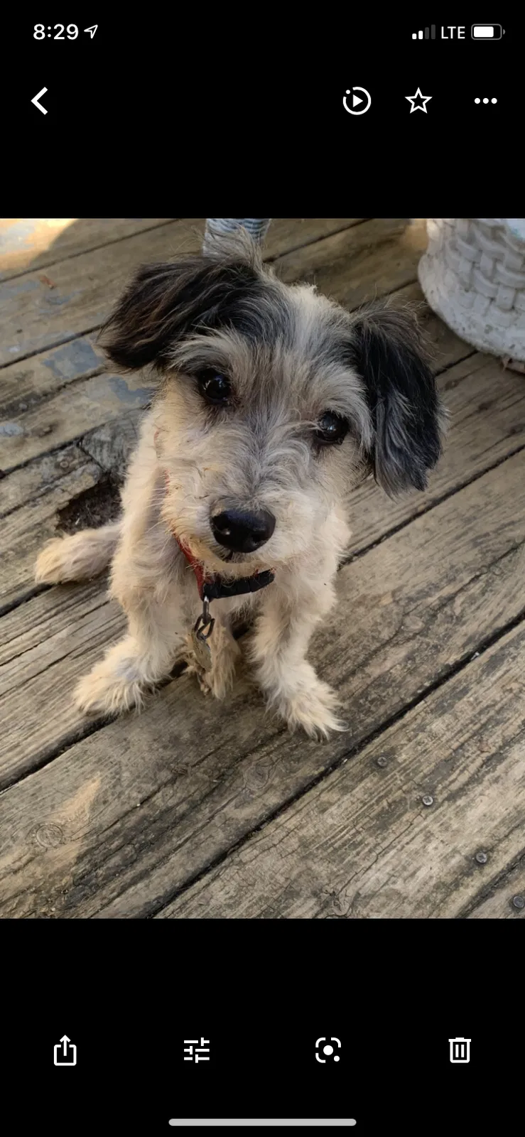 Lost dog in Columbus, IN, 47201