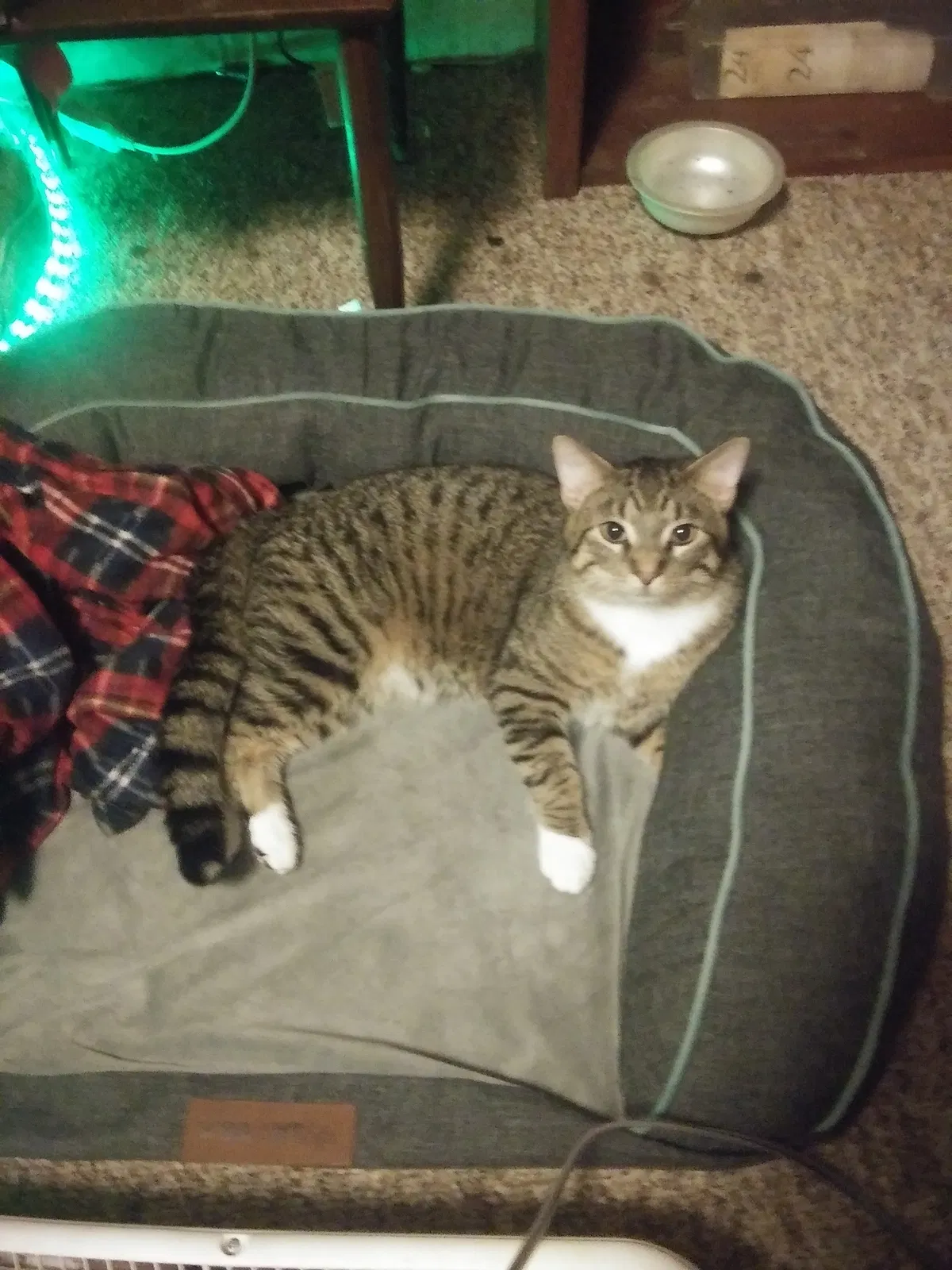 Lost cat in Janesville, WI, 53548