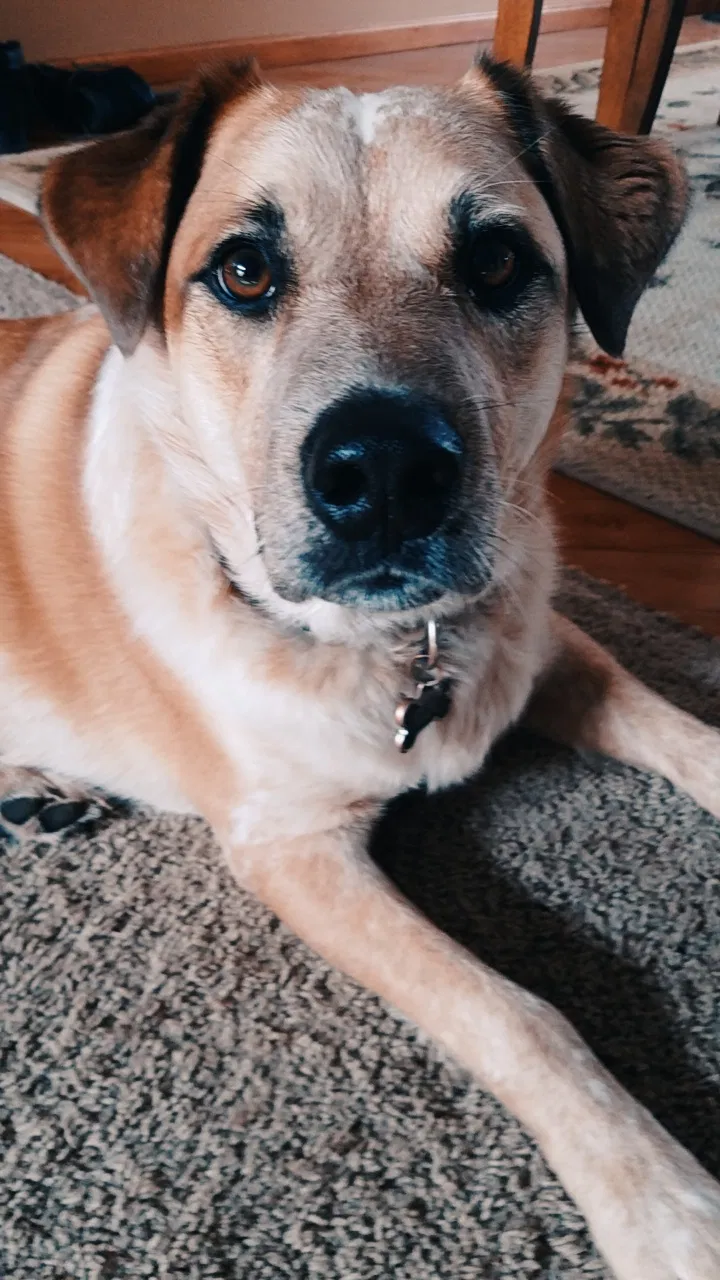 Lost dog in Upland, IN, 46989