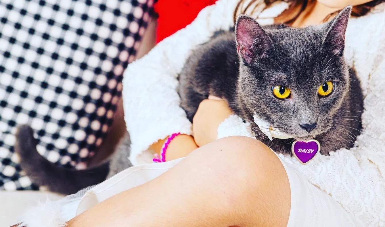 Lost cat in Santa Fe, NM, 87507