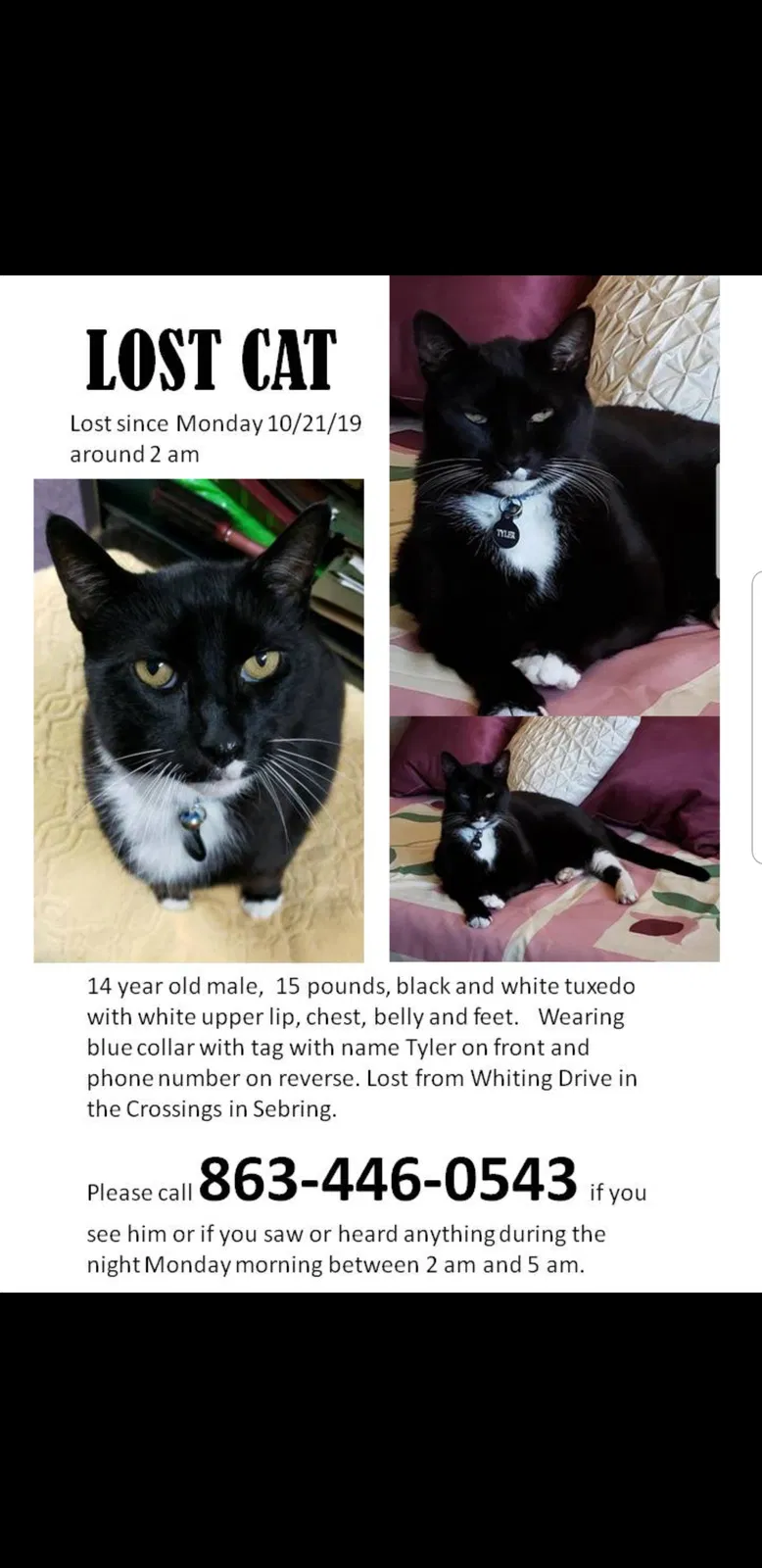 Lost cat in Sebring, FL, 33870