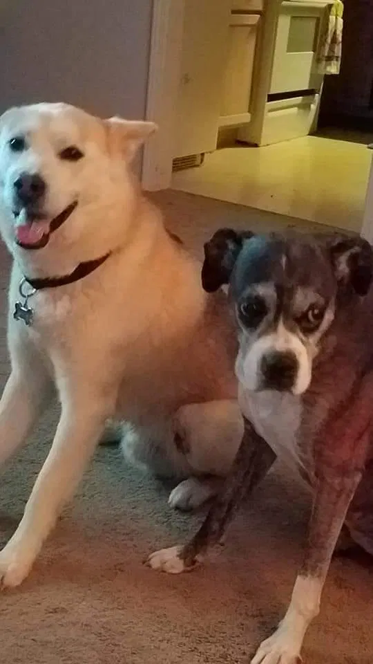Lost dog in Yorktown, IN, 47396