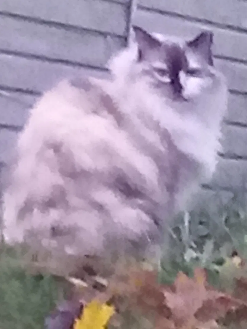 Lost cat in Altoona, PA, 16601