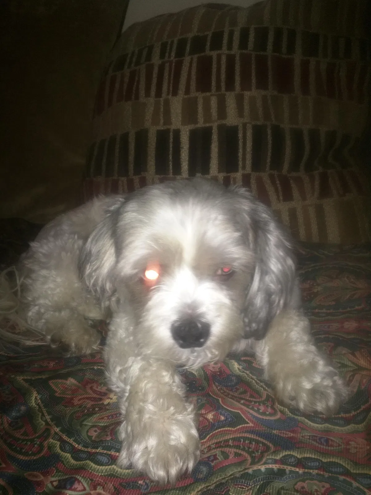 Lost dog in Evansville, IN, 47712