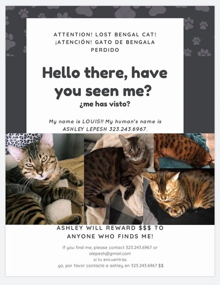 Lost cat in Los Angeles, CA, 90019