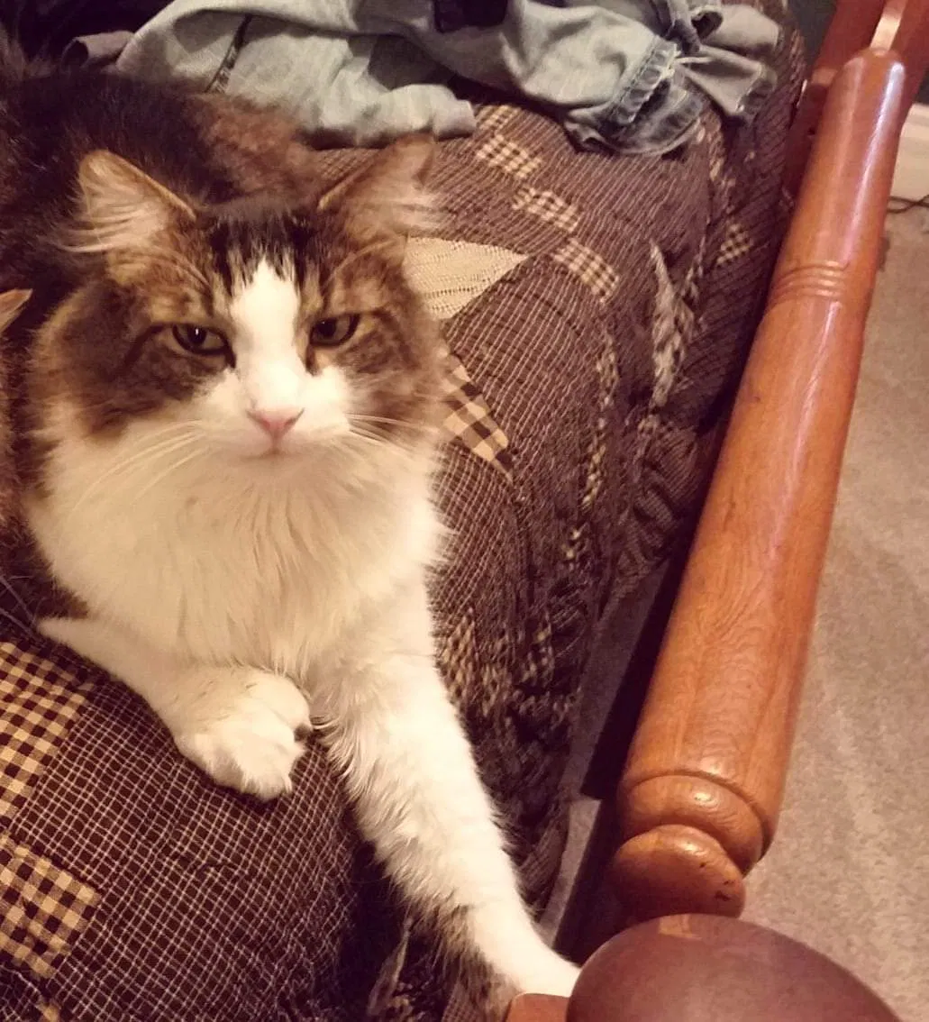 Lost cat in Saint Marys, OH, 45885