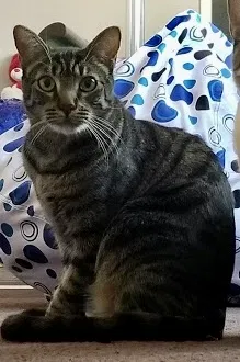 Lost cat in Costa Mesa, CA, 92626
