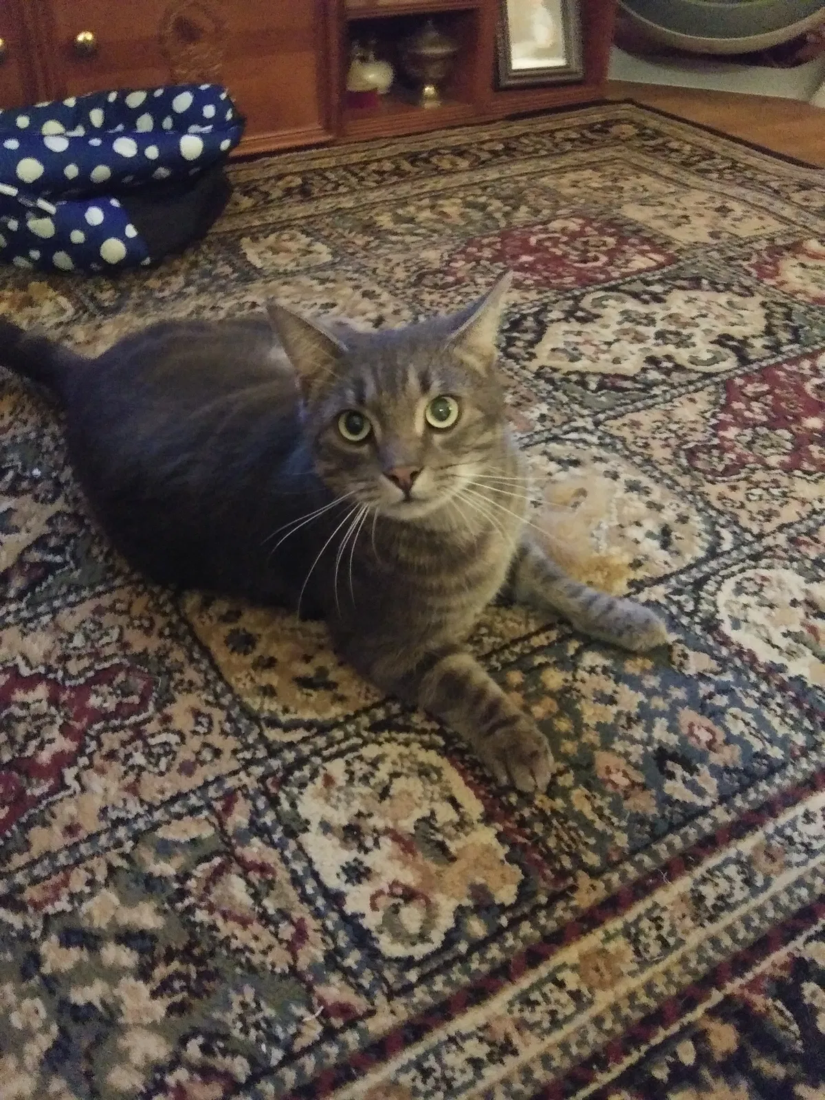 Lost cat in Harvest, AL, 35749