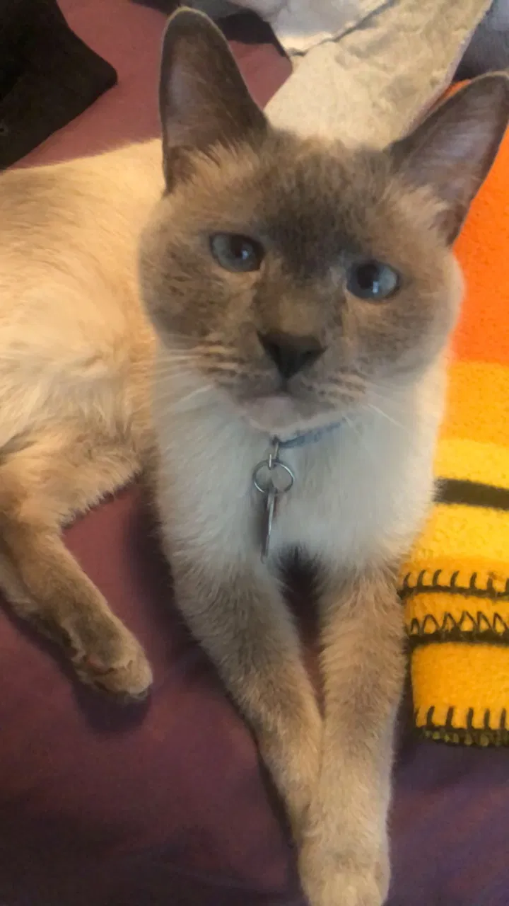 Lost cat in Charlotte, NC, 28216