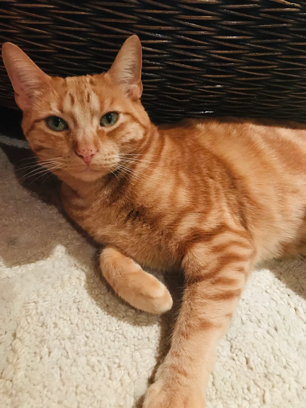 Lost cat in Beverly Hills, CA, 90210