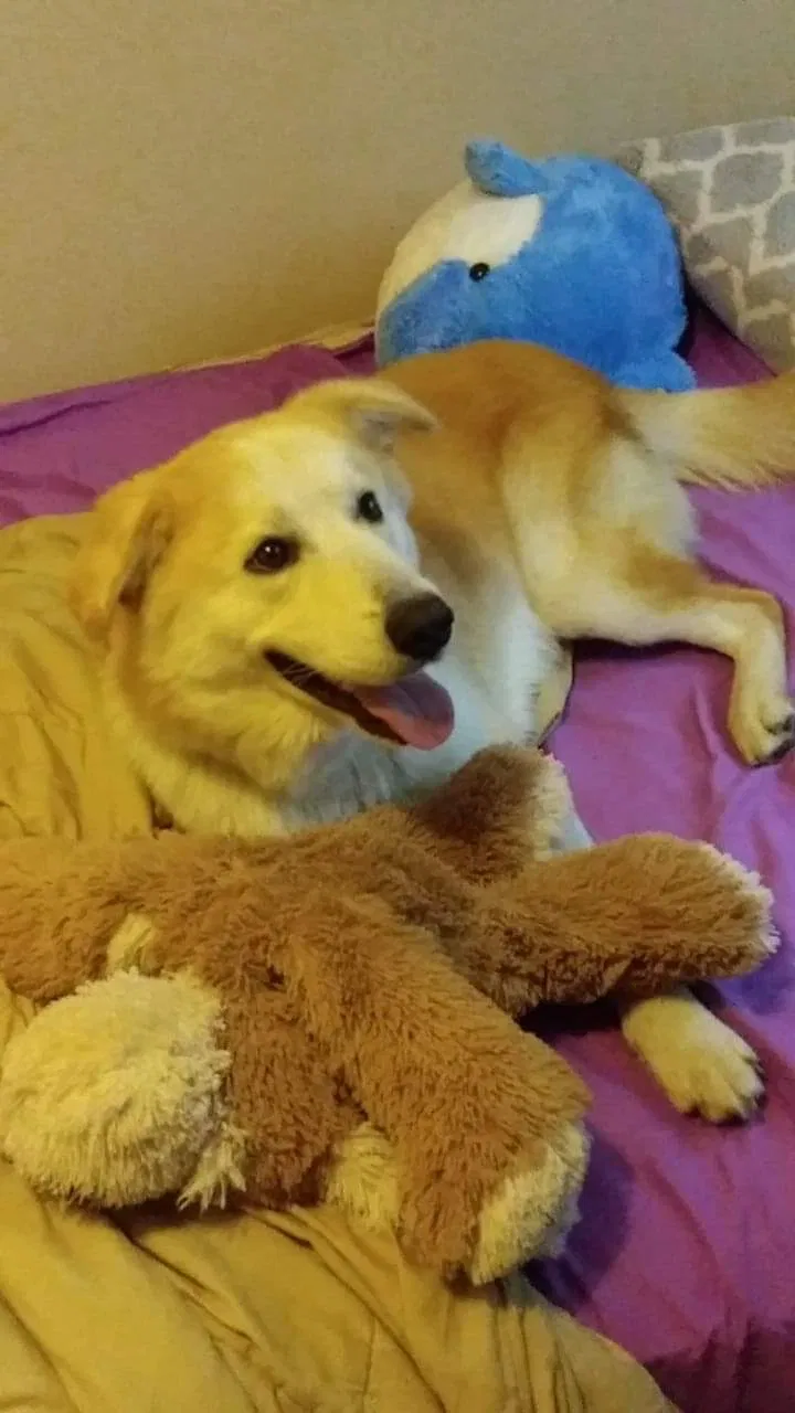 Lost dog in Corpus Christi, TX, 78410