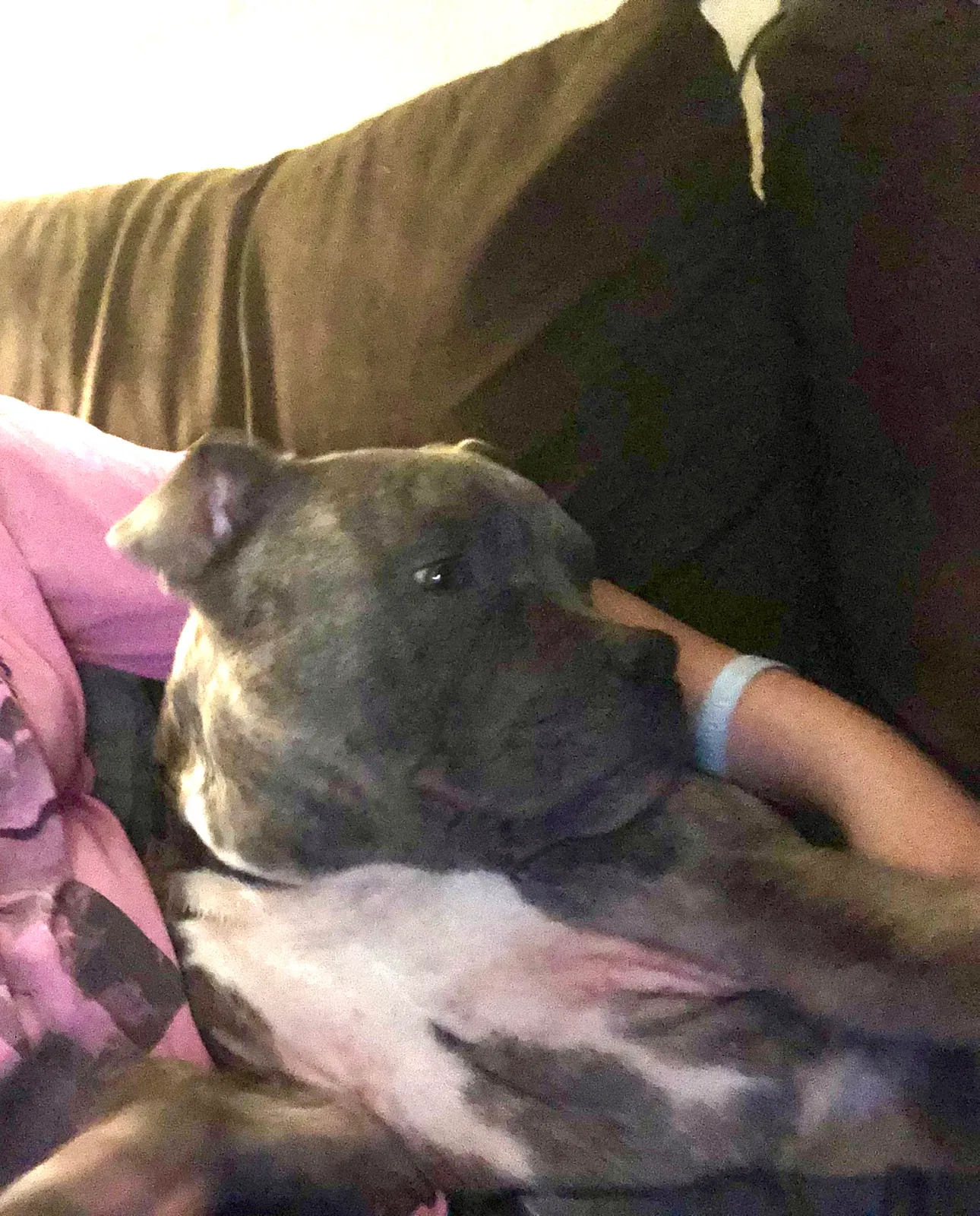Lost dog in Hamilton, OH, 45013