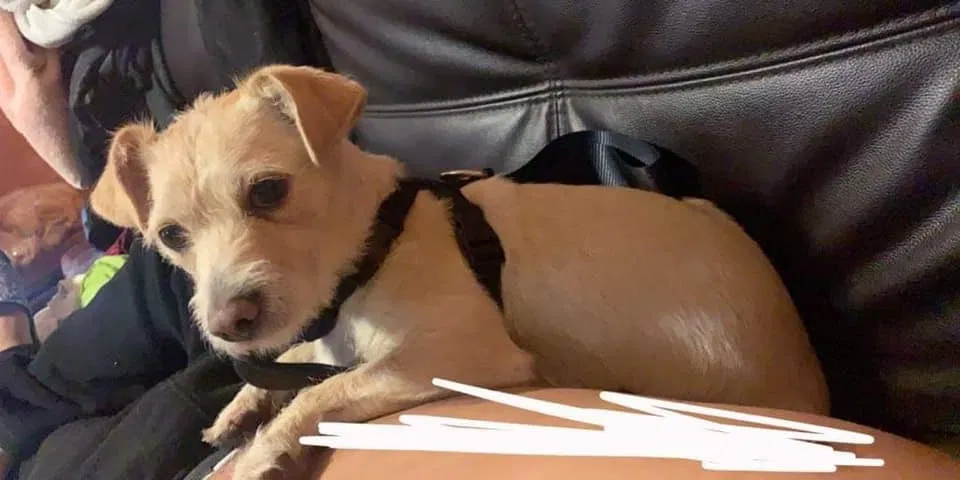 Lost dog in Chicago, IL, 60623