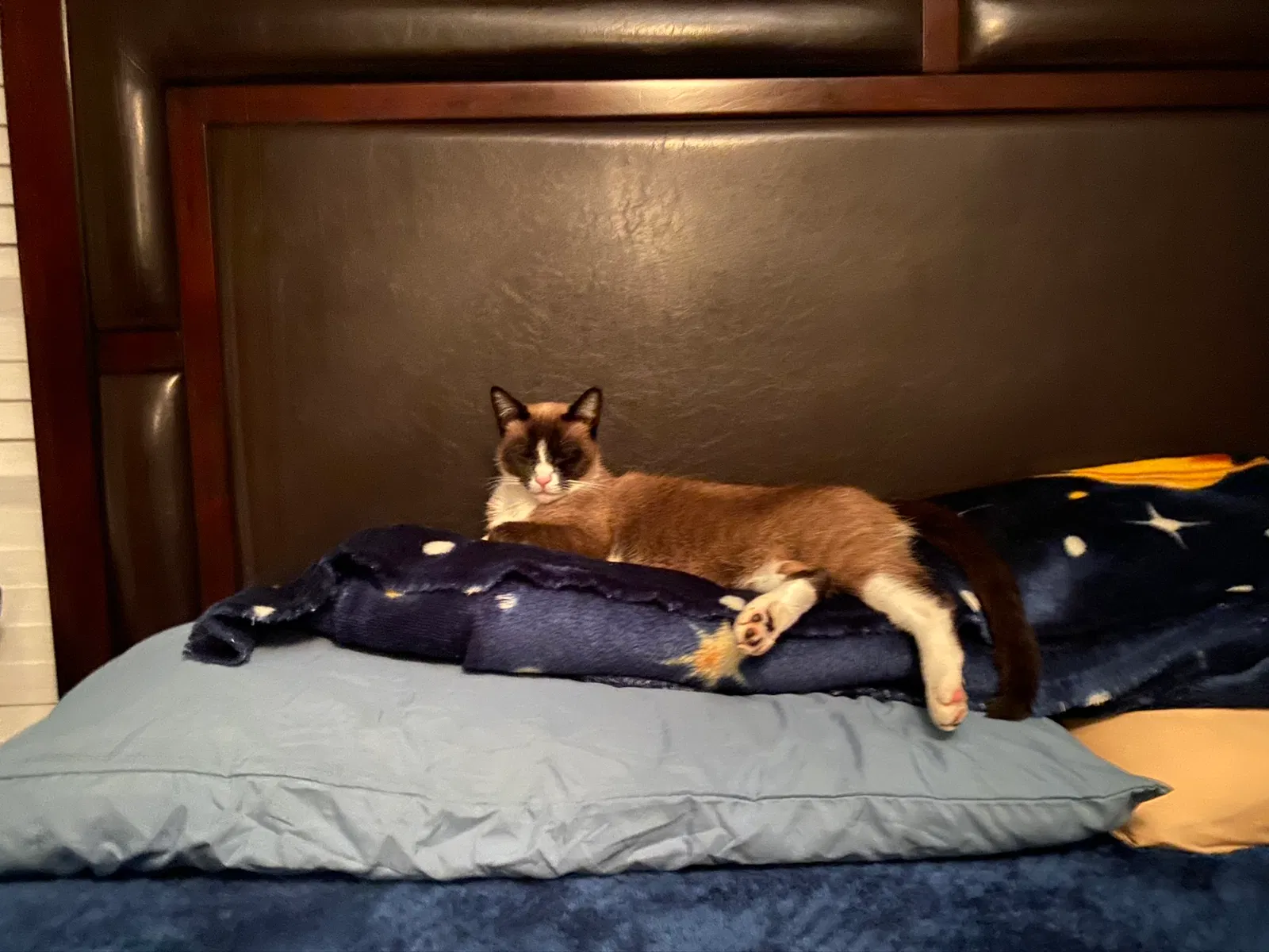 Lost cat in Tarrytown, NY, 10591