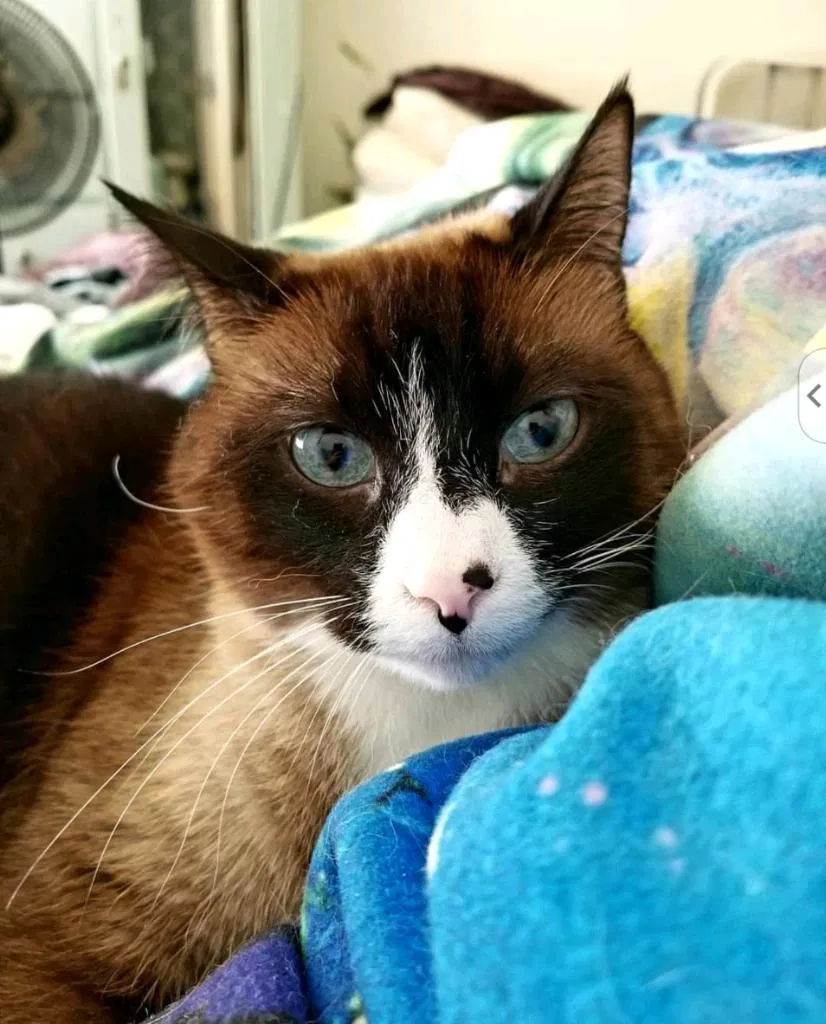 Lost cat in Acworth, GA, 30101