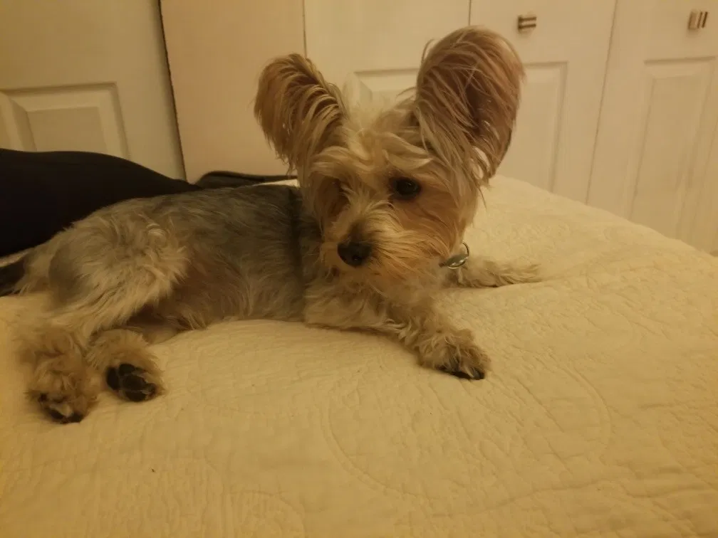 Lost dog in Cicero, IL, 60804