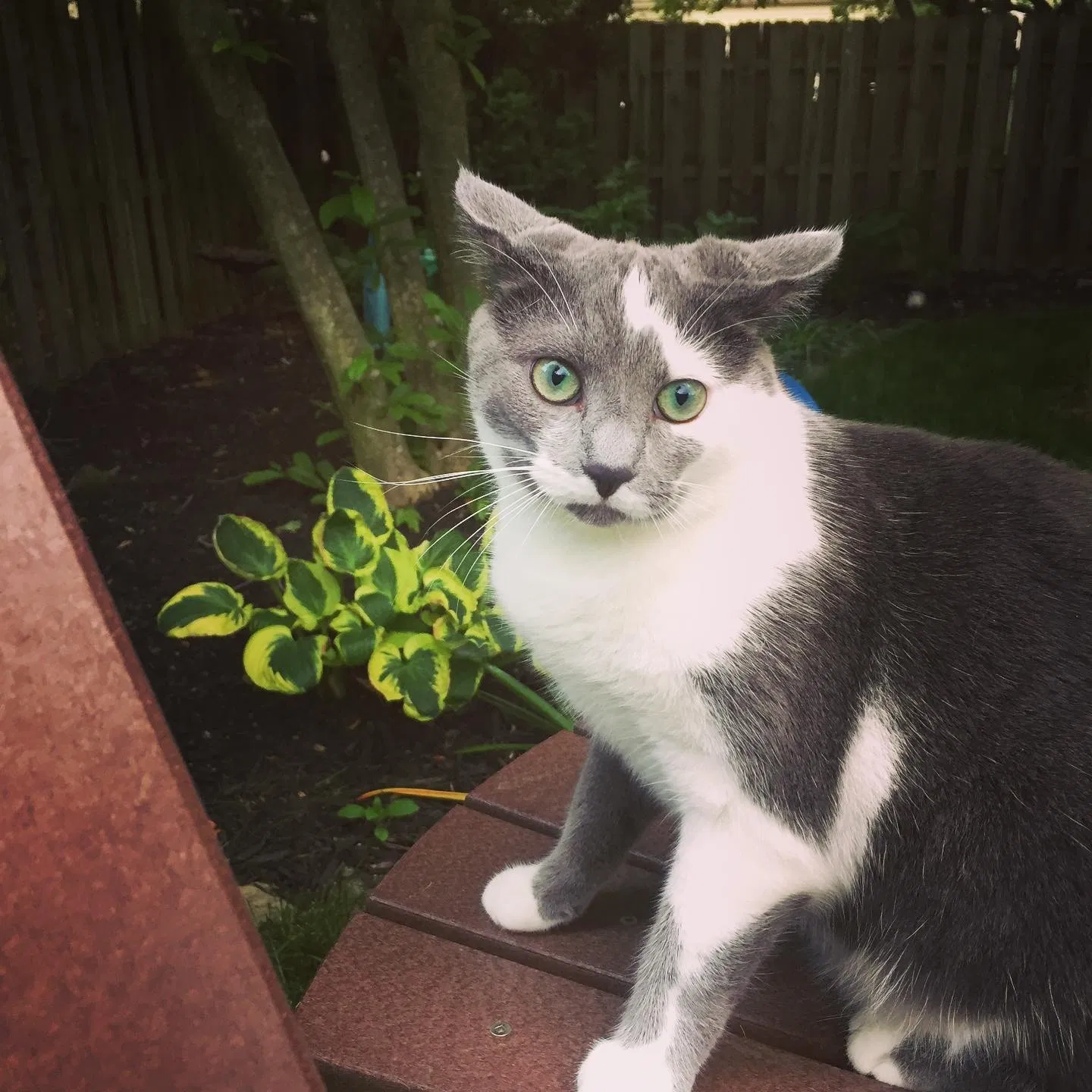 Lost cat in Hilliard, OH, 43026