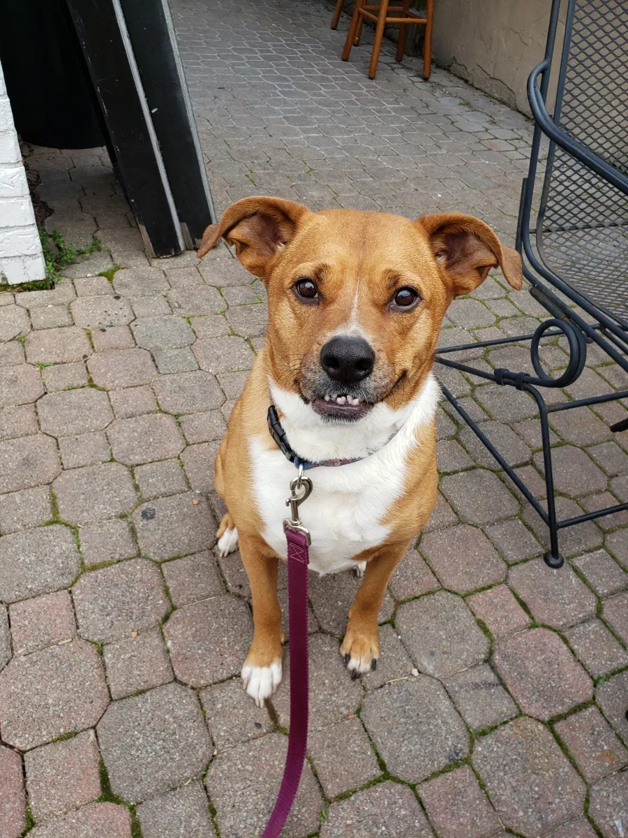 Lost dog in Columbus, OH, 43204