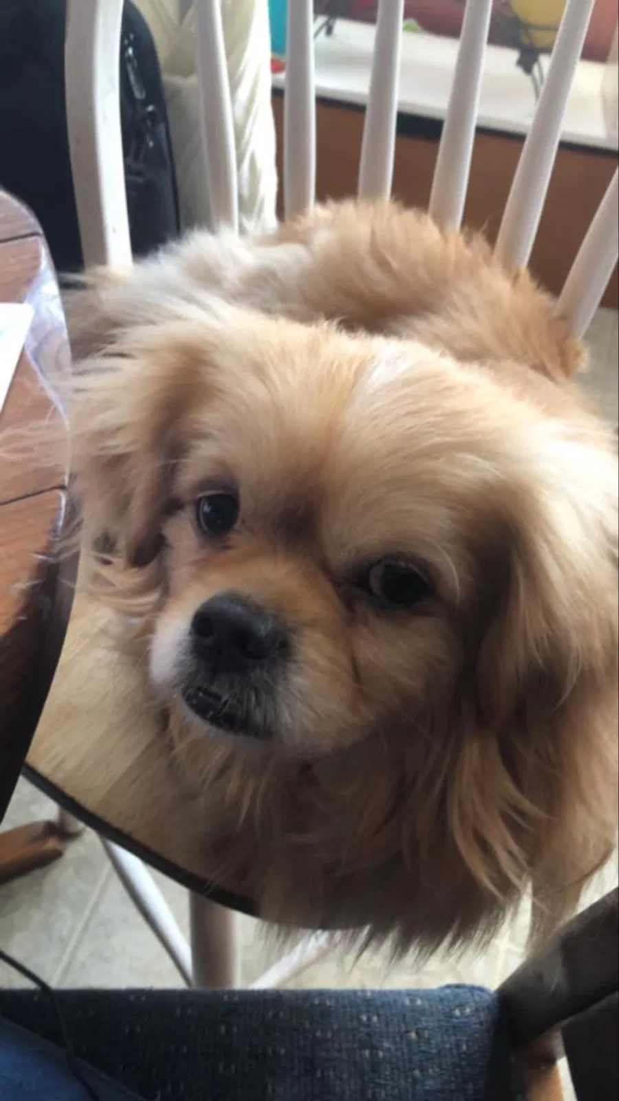 Lost dog in Bowling Green, KY, 42101