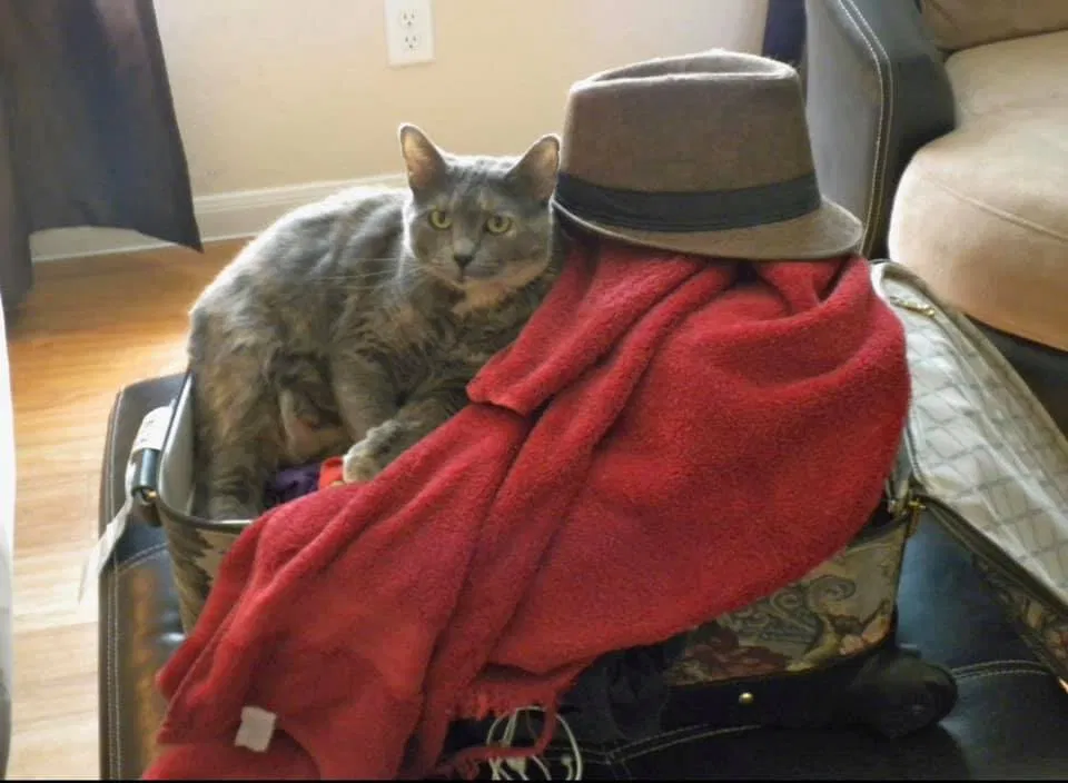 Lost cat in The Colony, TX, 75056