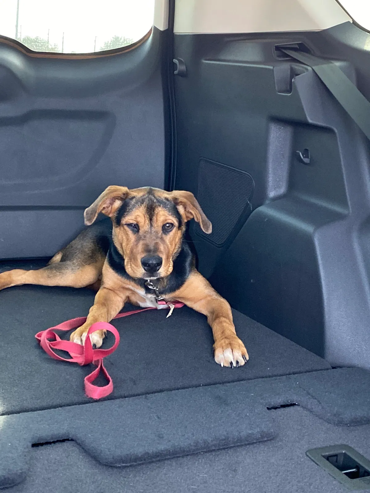 Found dog in Grand Prairie, TX, 75052