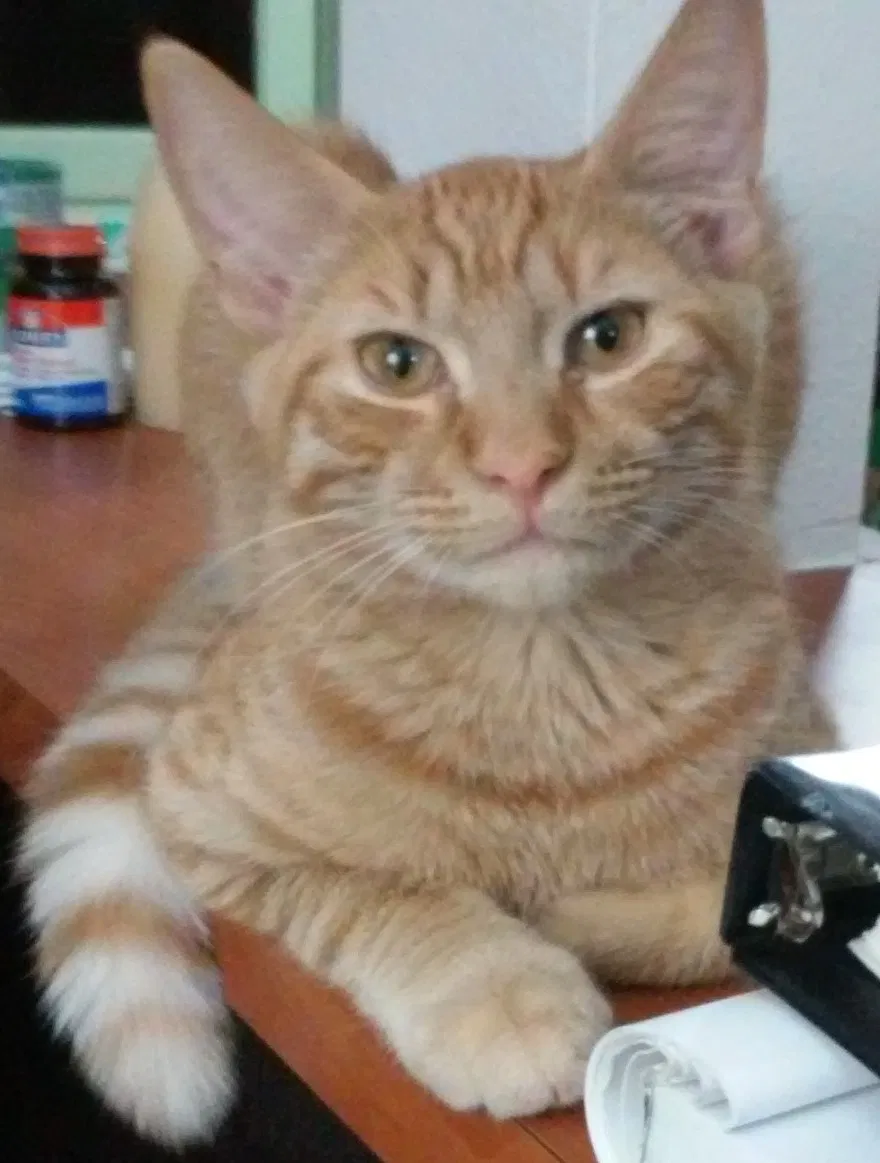 Lost cat in Seffner, FL, 33584