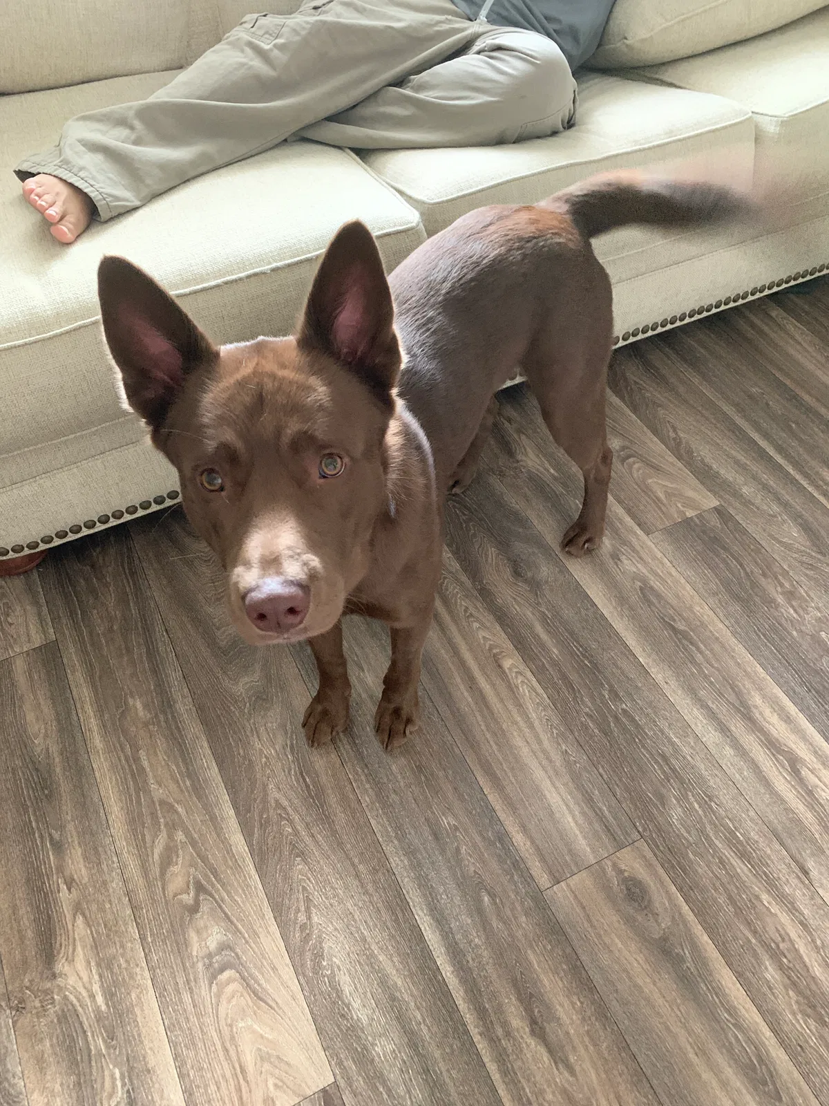 Lost dog in Fairview, TN, 37062