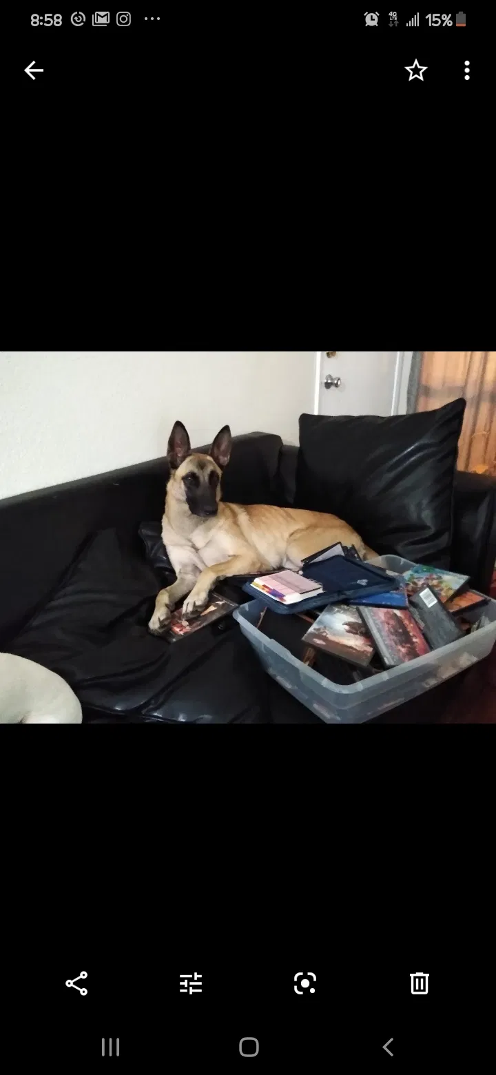 Lost dog in Stockton, CA, 95205