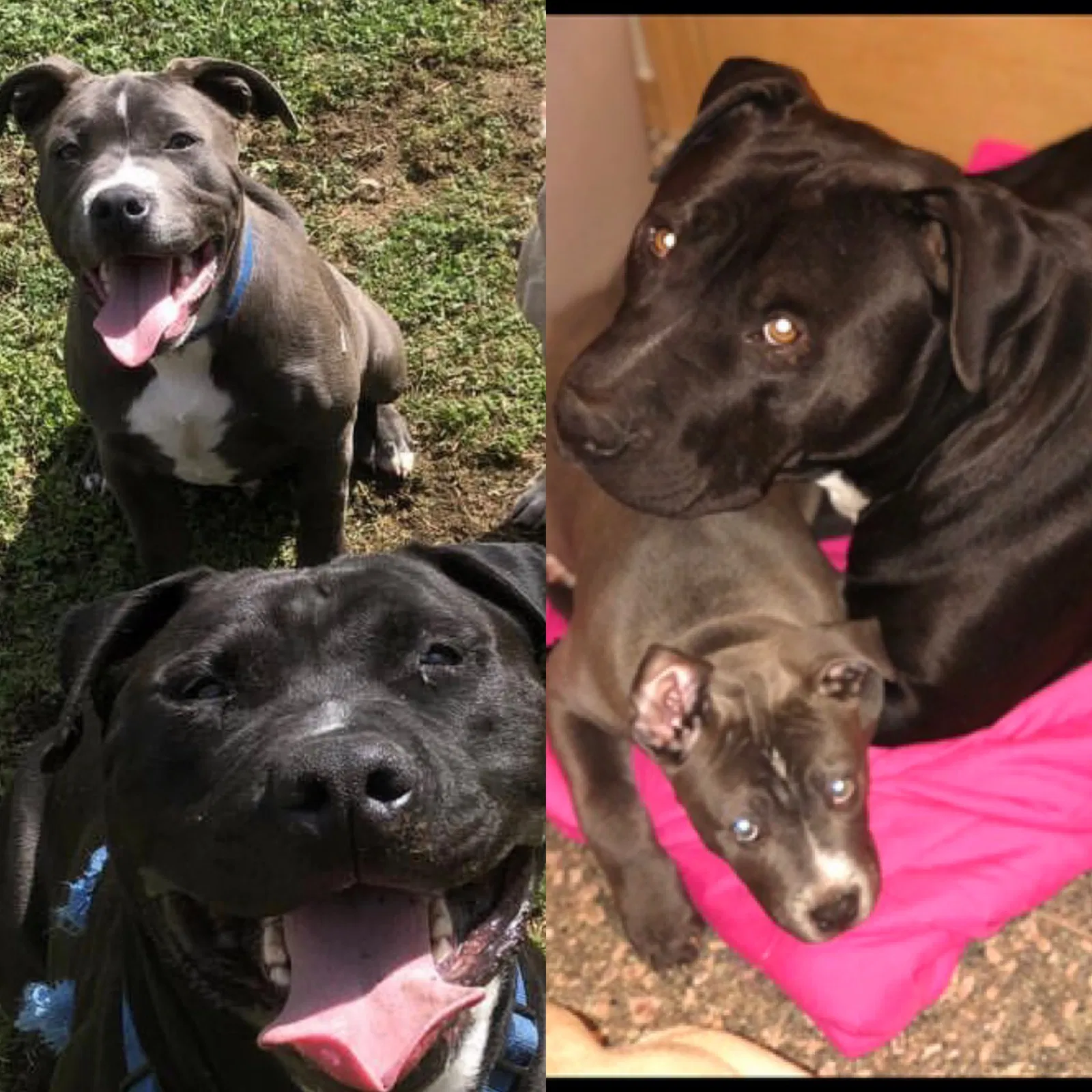 Lost dog in Seattle, WA, 98168