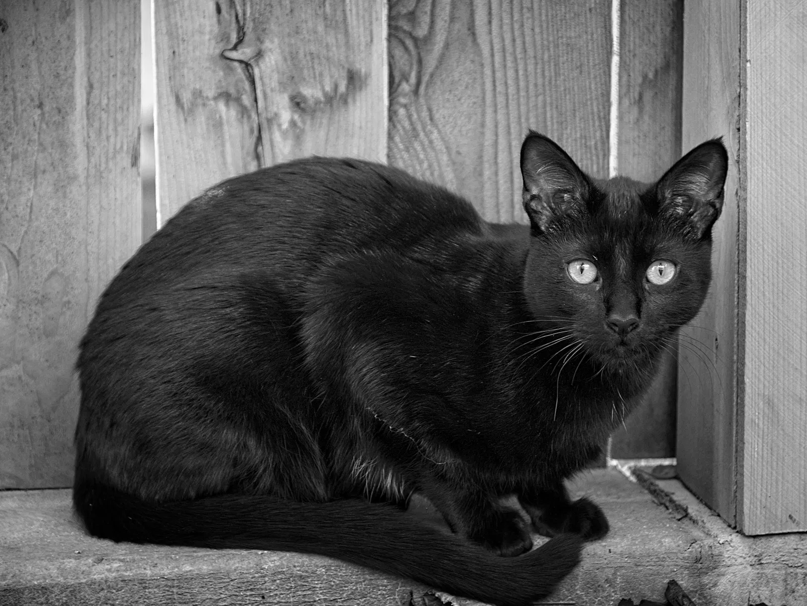 Lost cat in Redlands, CA, 92374