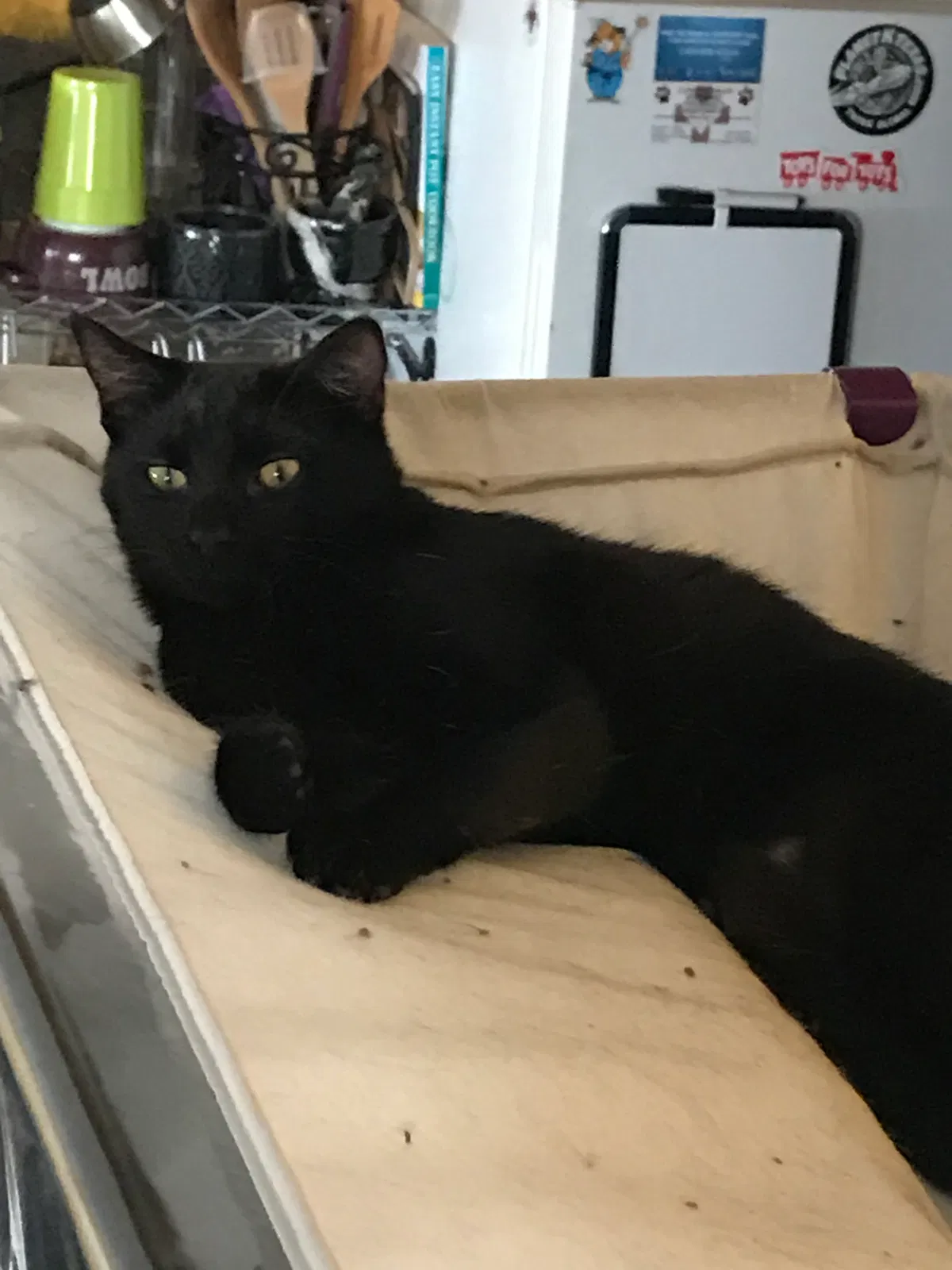 Lost cat in San Angelo, TX, 76903